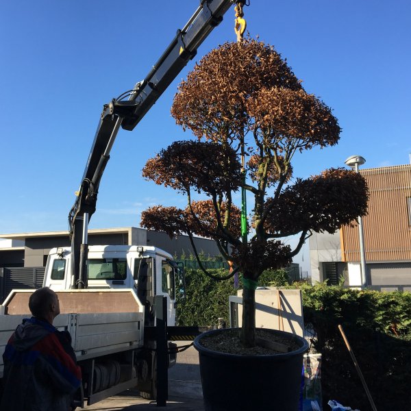 VÝSADBA A KOTVENIE STROMOV