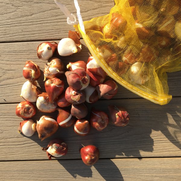 VÝSADBA JARNÝCH CIBUĽOVÍN