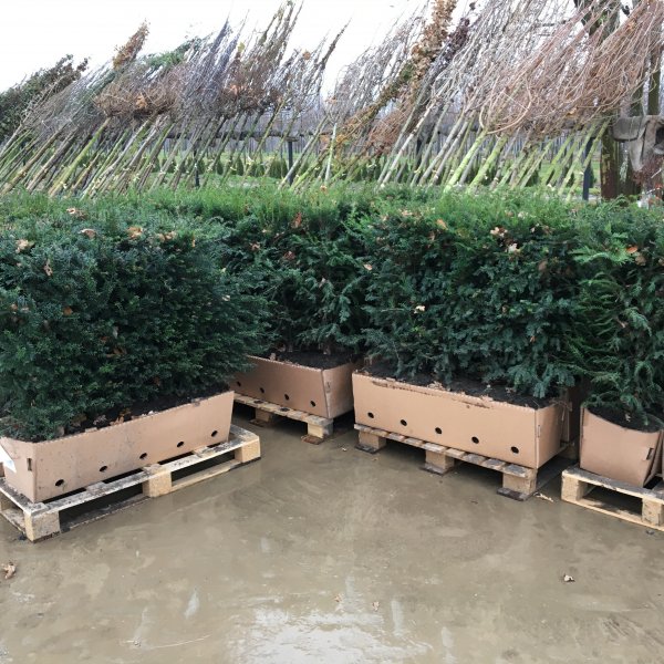 Živý plot Quickhedge